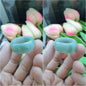 Jade Domed Rings, Selections (12.5 US) | Authentic - Type A Jadeite